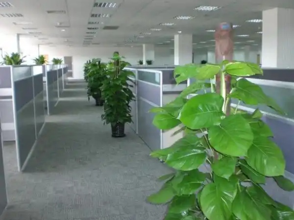 花木租赁公司的承接项目有哪些