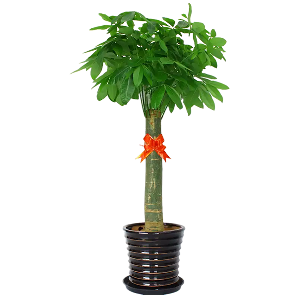 植物租赁公司推荐｜开业送绿植，这几款高颜值又有寓意！