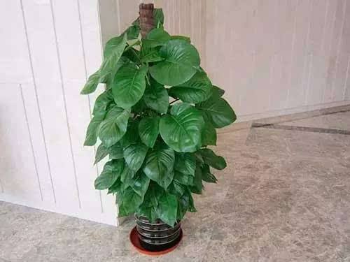 绿植租赁